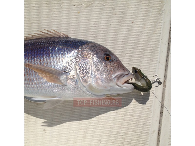 denti-au-black-minnow.jpg