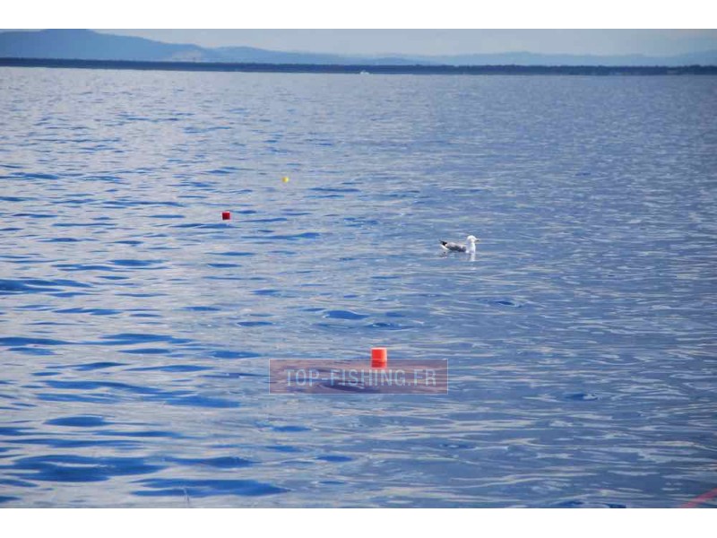 flotteur-top-game-release-tuna-plug-l-3.jpg
