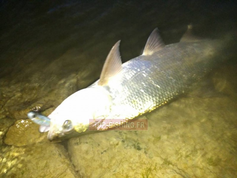 leurre-bertox-sea-bass-candy-9cm-par-3-3.jpg