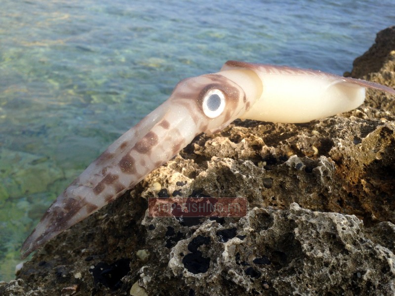 leurre-souple-top-sea-squidart-leviatan-2.jpg