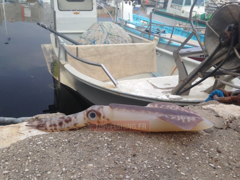 leurre-souple-top-sea-squidart-leviatan-3.jpg