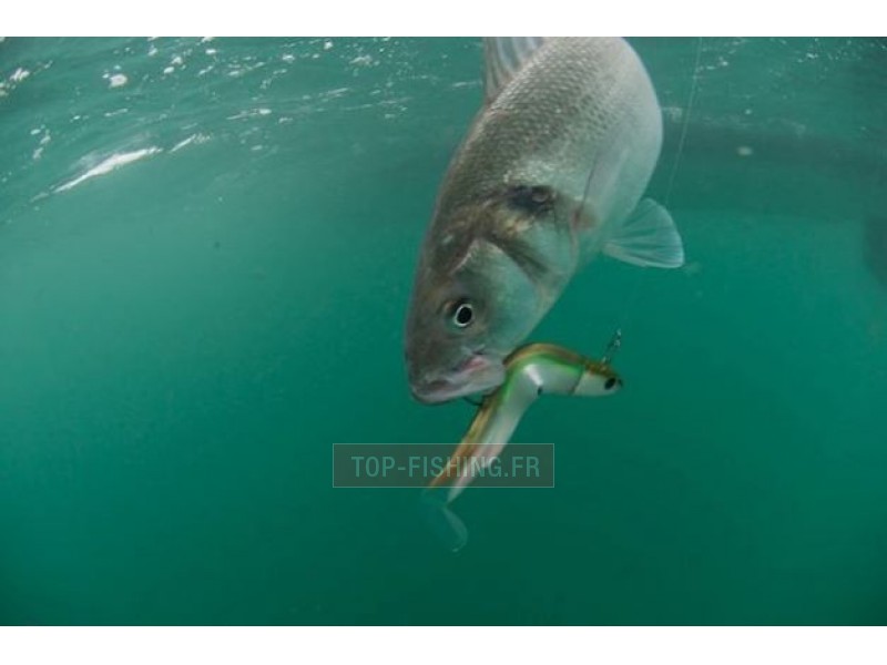 loup-au-black-minnow-2.jpg