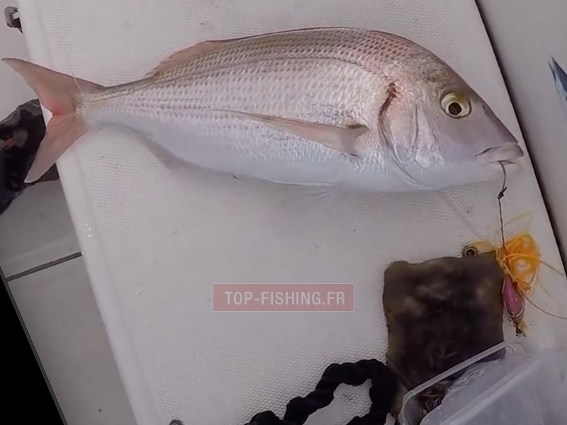 madai-marechal-peche-pagre.jpg