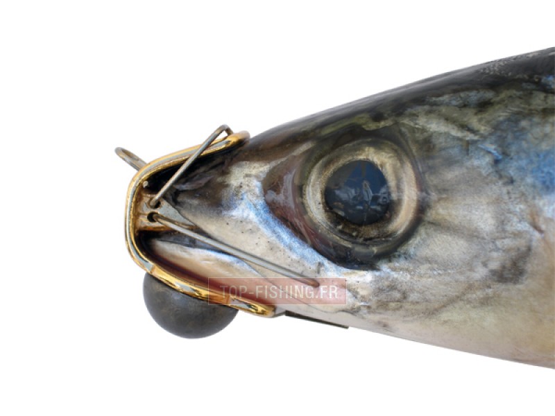 seriolarre-profil.jpg