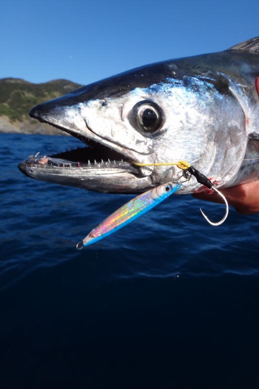 Pélamide pêchée avec une L-Jack Flashmer