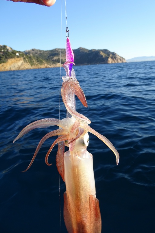 Les petites Bubblin Yo-Zuri sont ultra efficaces pour prendre rapidement des calamars !