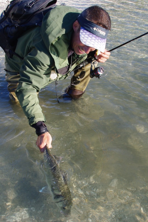 Relâcher un bar faisant bien plus que la taille légale de prélèvement (catch and release) est pratiqué par de plus en plus de pêcheurs !