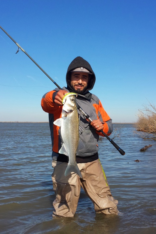 Beau loup au black minnow pris du bord par Salim, un pêcheur méditerranéen