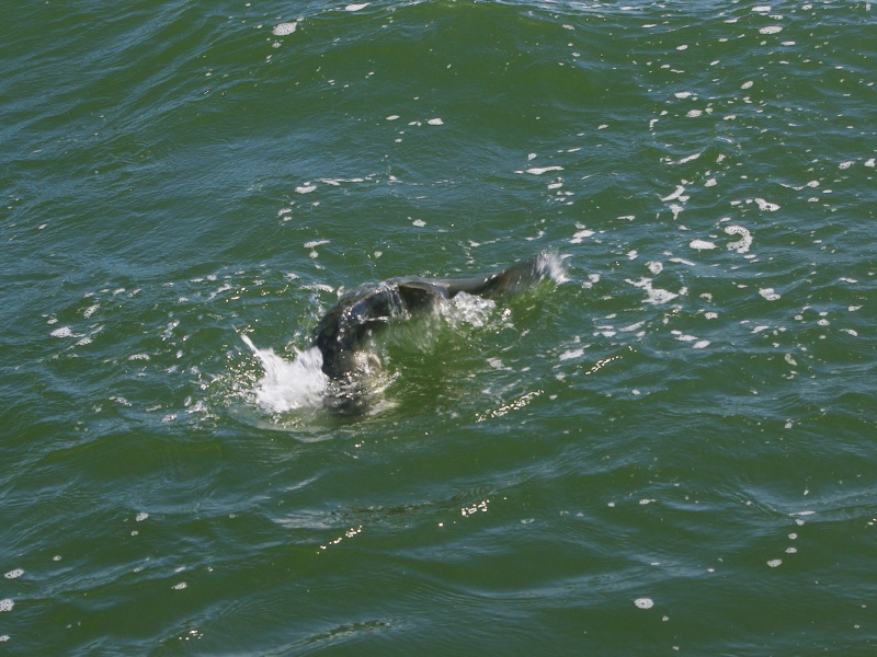 Quand les poissons refusent de monter en surface, manier canne basse le Z-Claw Evo Xorus pour qu’il nage en subsurface fait souvent la différence ! 