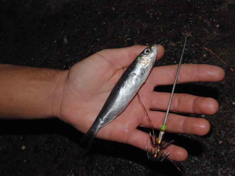 La sardine est un des meilleurs appâts pour cette technique !