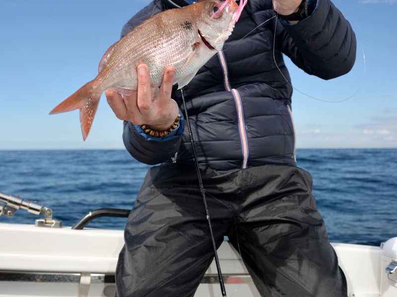 Encore une belle dorade rose pêchée au Kabura Explorer Tackle !