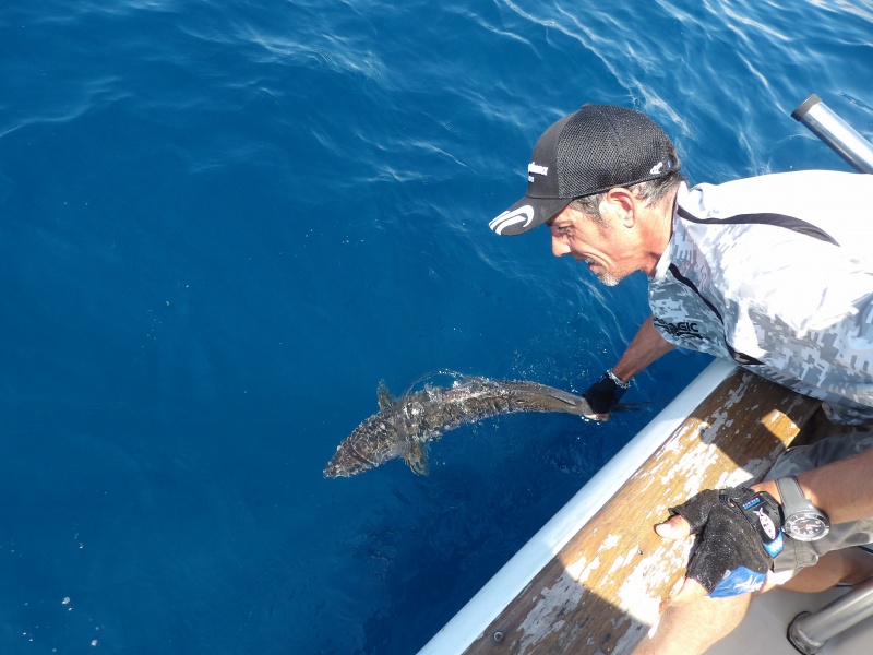 Lors de ses guidages, le moniteur guide de pêche Fabien Harbers pratique le catch and release (exemple avec une autre sériole prise précédemment) !