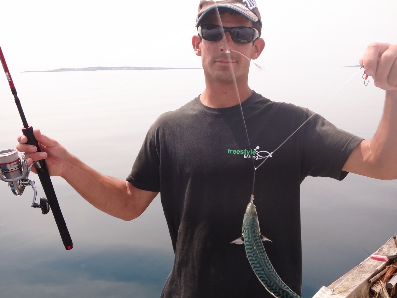 Pour pouvoir pêcher au Fireball Top Sea, un vif bien vivant constitue le meilleur appât ! Un maquereau pris avec le bas de ligne Micro larves Flashmer !