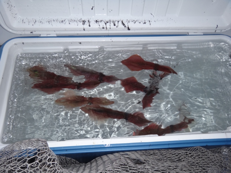 Avoir une belle réserve de calamars vivants dans le vivier permettra de pêcher au fireball toute la journée