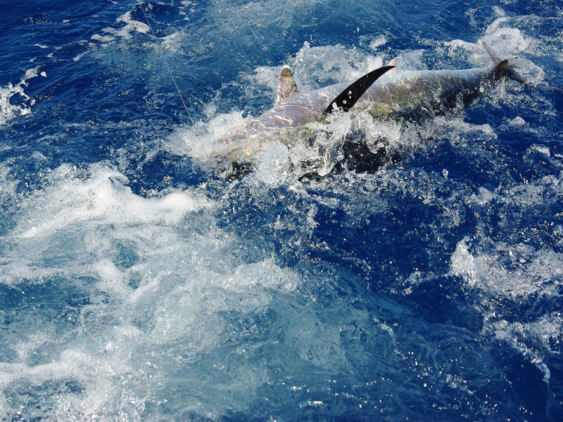 Combat impressionnant d’un thon rouge en surface !