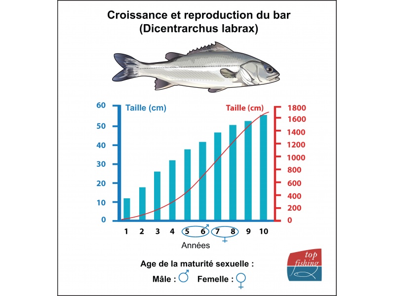 La maturité sexuelle d’une femelle de bar est de 45 cm