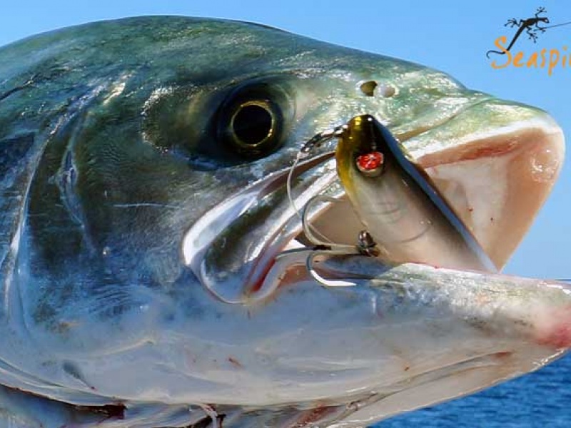 Le stickbait Pro-Q 145 Seaspin est hyper efficace !