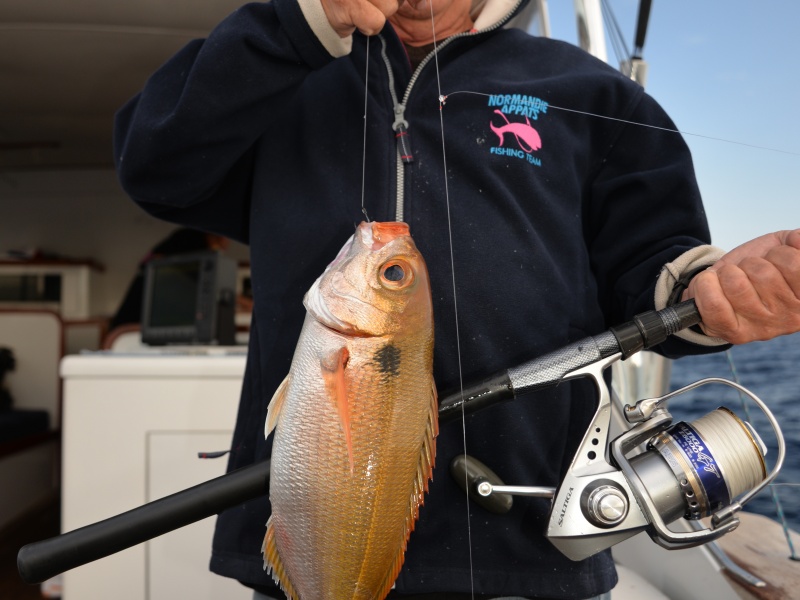 Les dorades roses peuvent atteindre plus de 4 kg !