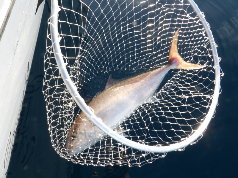 La technique du downrigger est ultra efficace sur les sérioles !