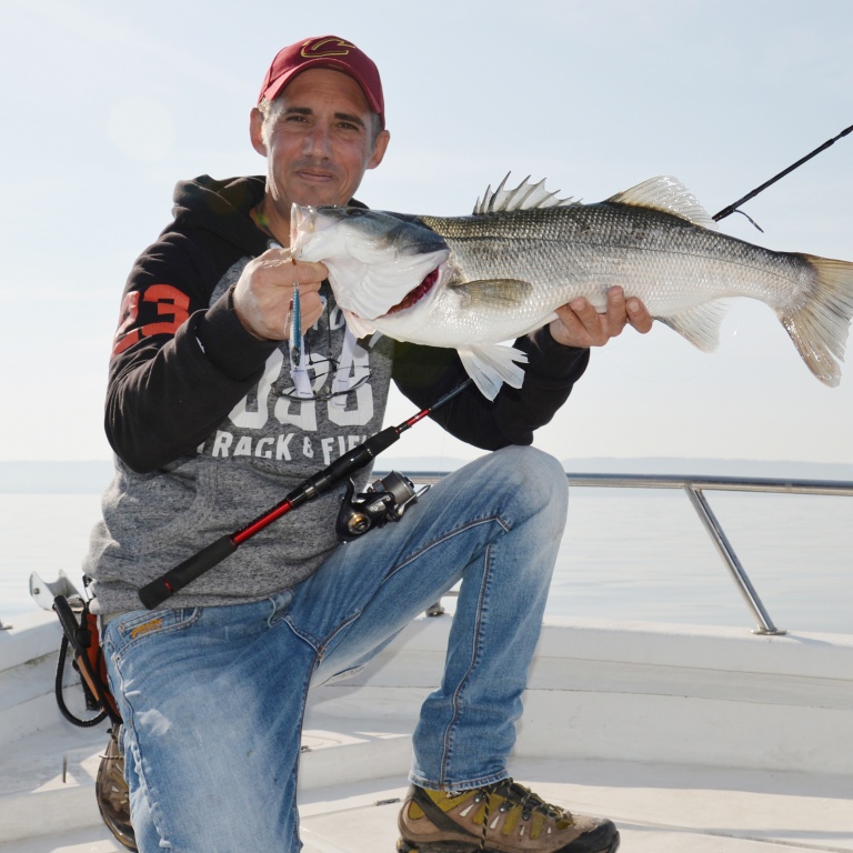 Bar de plus de 4 kg pris en traction au Samouraï jig Daiwa