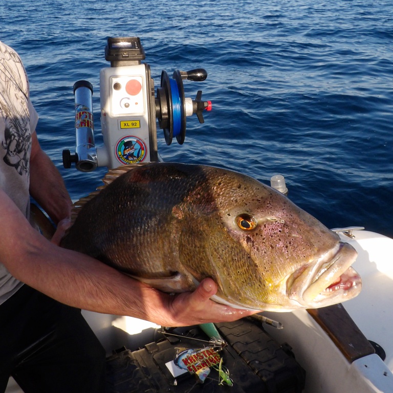 Magnifique denti de 9 kg pris au vif avec la technique du downrigger