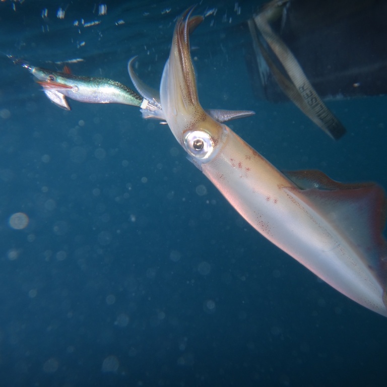 Les mini turluttes sont d’une rare efficacité sur les calamars !