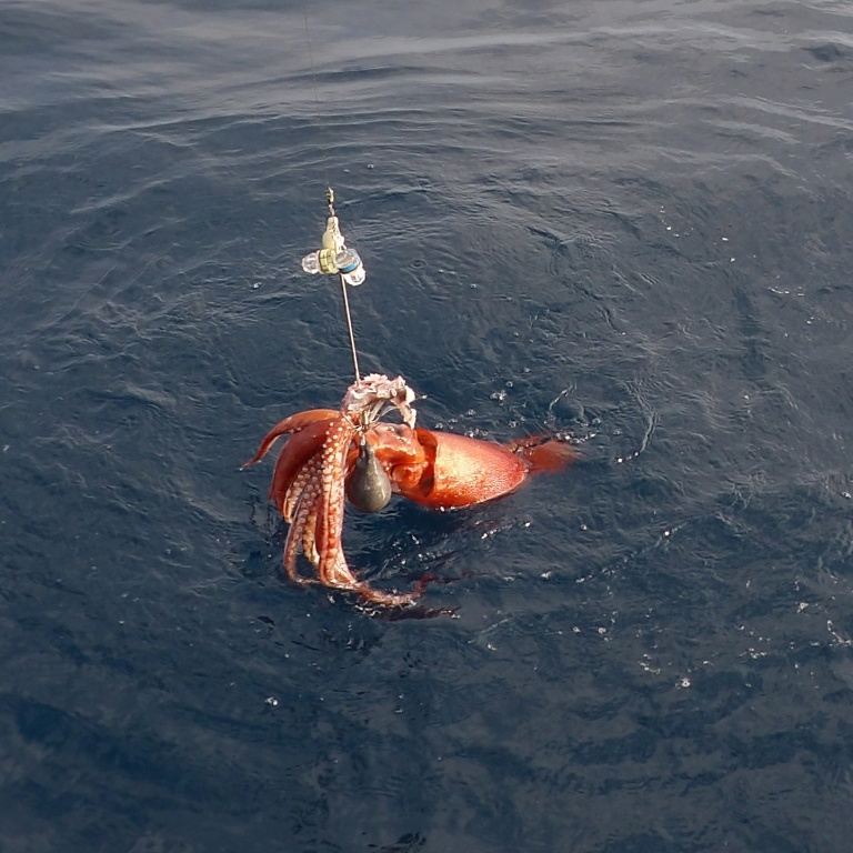 Calamar rouge pris à la turlutte aiguille doté d’un appât