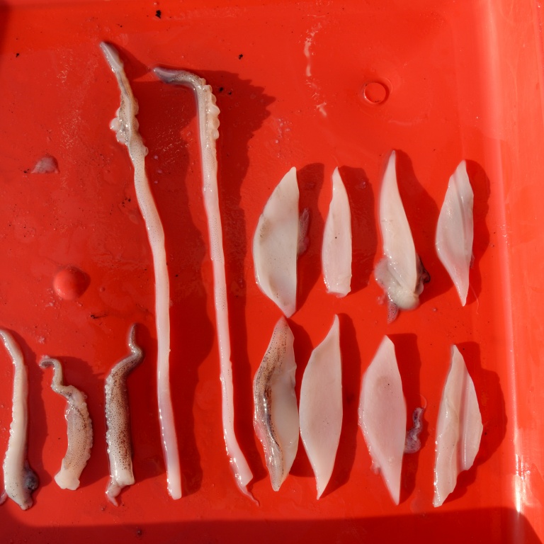 Lanières et tentacules de calamars découpées aux ciseaux