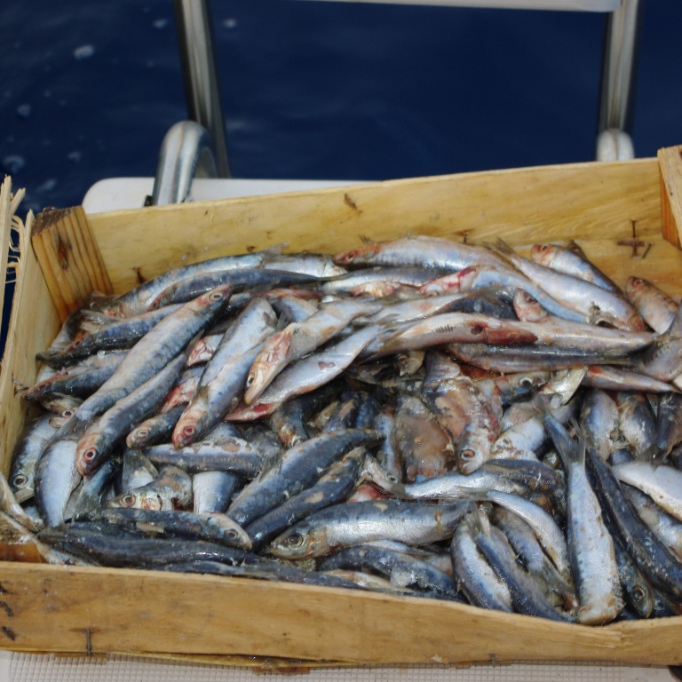La sardine est un très bon appât pour le merlu !