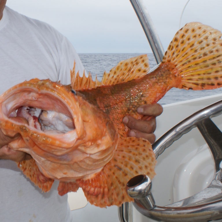 Gros chapon pris en pêche profonde