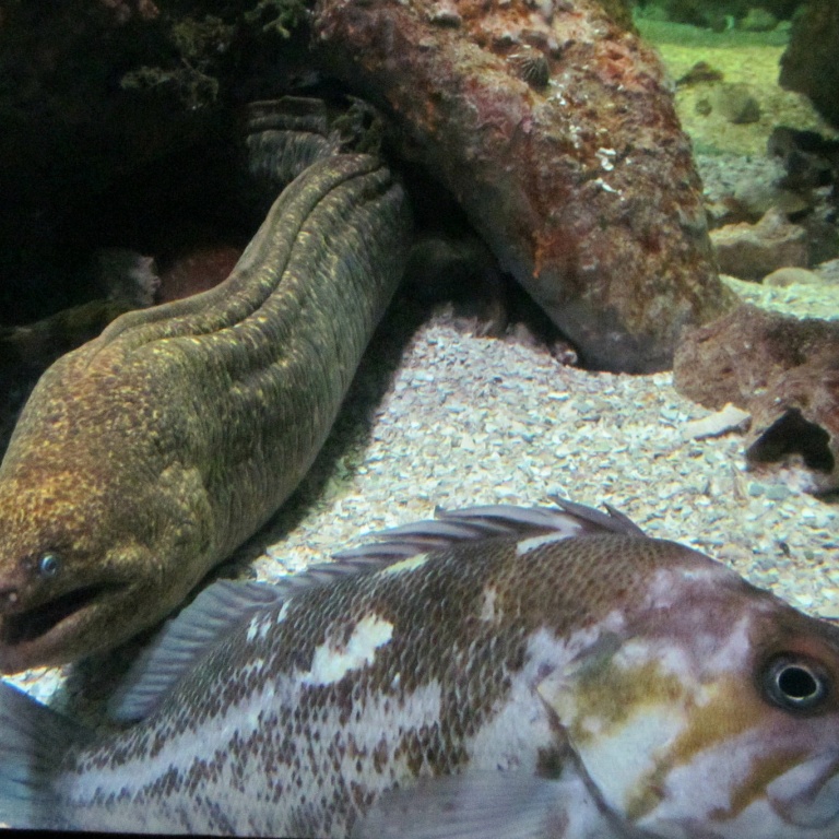 La murène est un poisson mal-aimée
