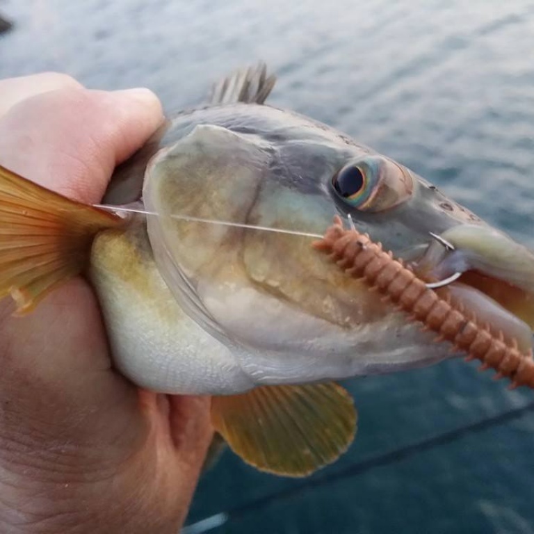 Marukyu est le °1 de l'amorce au Japon.