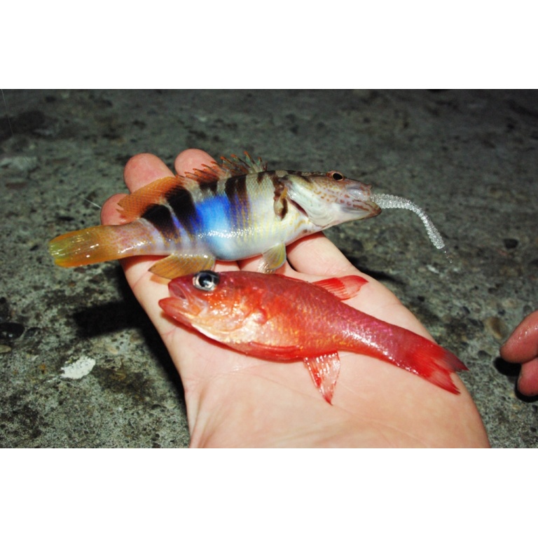 De très beau petits poissons en rockfishing