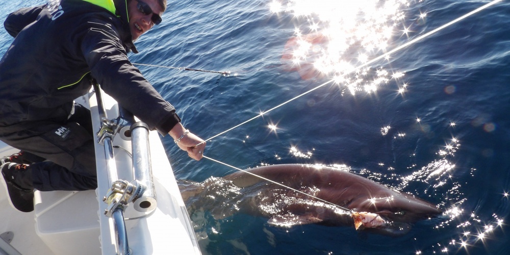 1-peche-du-requin-griset-en-grandes-profondeurs.jpg Un requin griset est un poisson impressionnant !