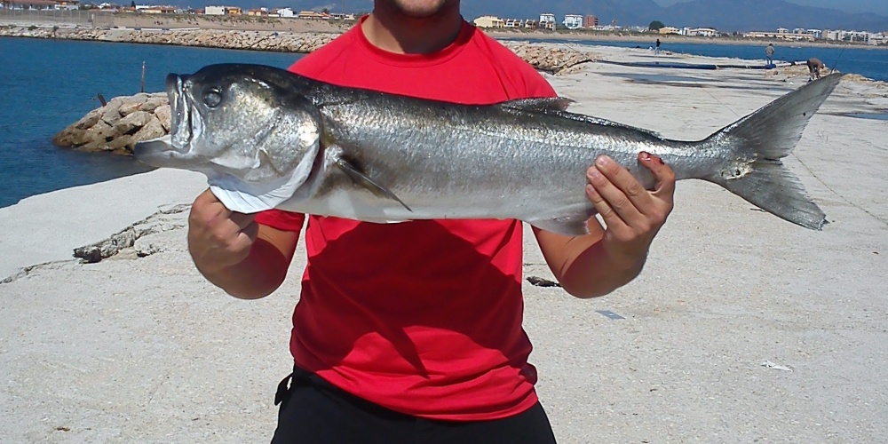 205tassergal.jpg Superbe tassergal de 6 kg pris du bord au vif par Marc!