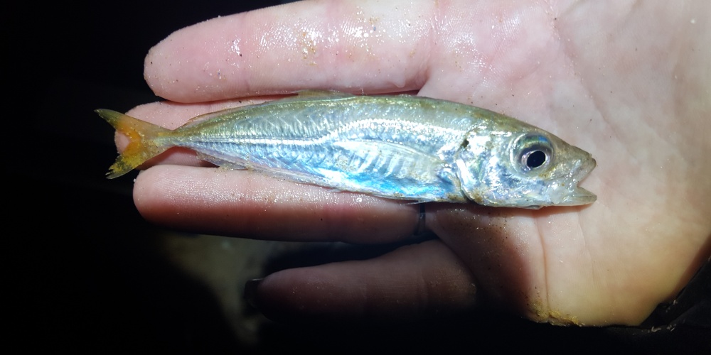 Un petit sévereau tel que celui-ci sera un vif parfait pour la pêche du tassergal du bord !