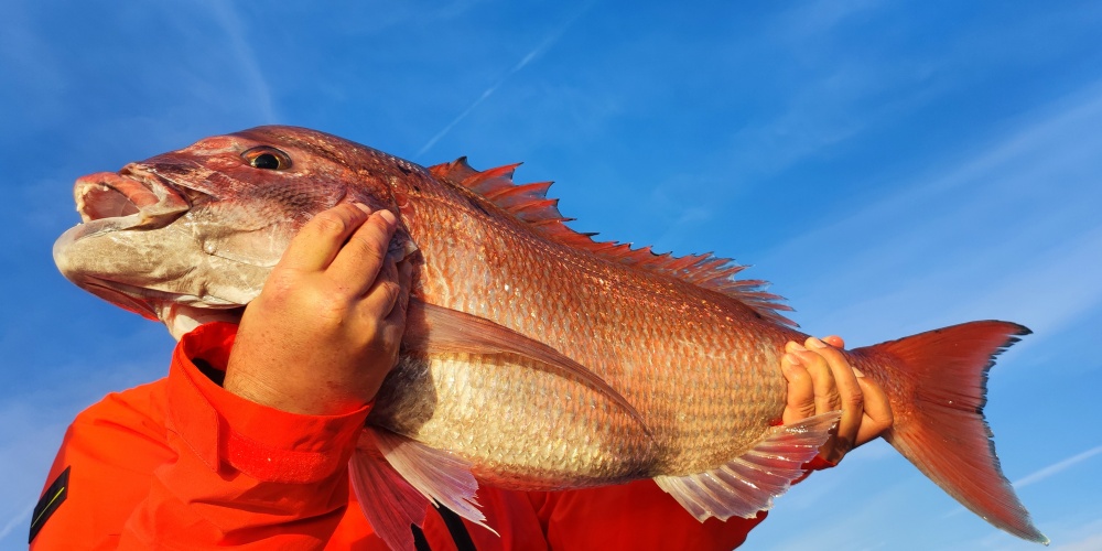 Pour pouvoir pêcher au Fireball Top Sea, un vif bien vivant constitue le meilleur appât !