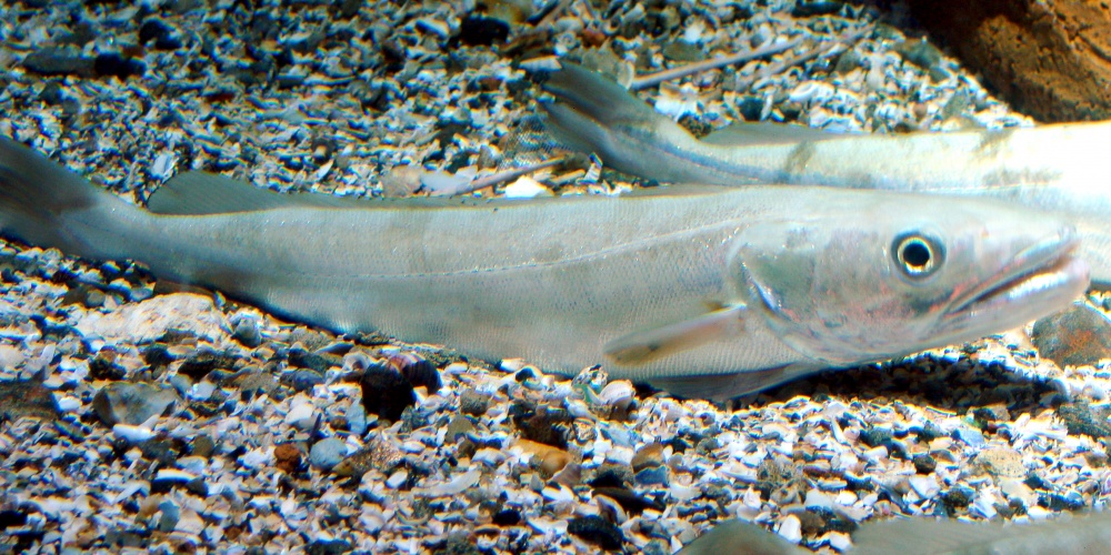 Le merlu est une espèce ayant une taille légale de capture (Merlu de l’aquarium Finisterrae de Corunna et Galice – source Wikimedia)