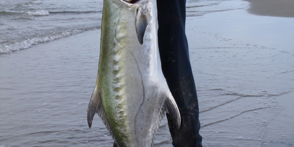 Liche amie de 28 kg pris par Jérome du bord avec un leurre de type flapper