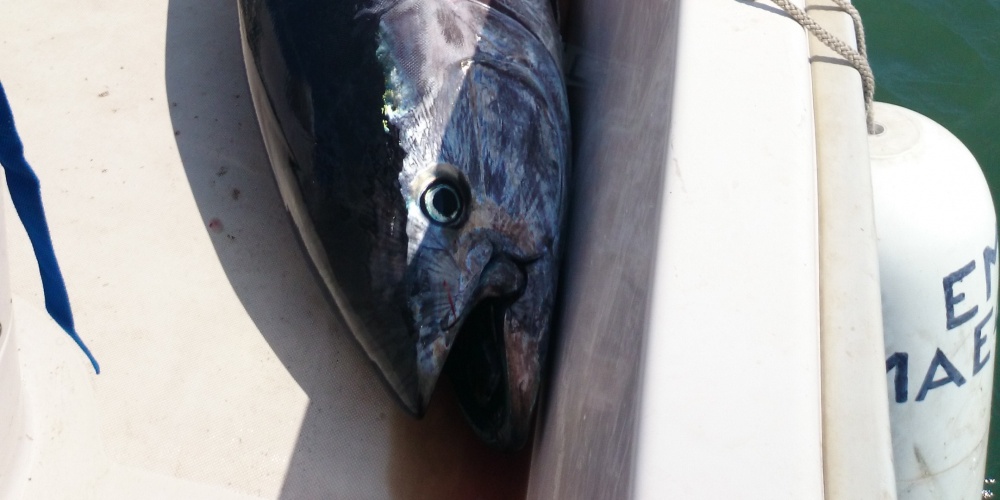 thon-rouge-poisson.jpg Aucune description