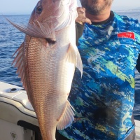 8-fireball-top-sea-hyper-efficace-beaux-sparides-carnassiers.jpg Le Fireball Top Sea est hyper efficace sur les beaux sparidés carnassiers