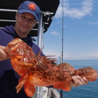 actu-332-downrigger-28.jpg Et toujours avec le montage double profondeur, ce stagiaire de Fabien a également pris cet énorme chapon dans la même journée